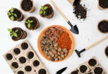 Семена овощей: выбор, хранение и особенности выращивания